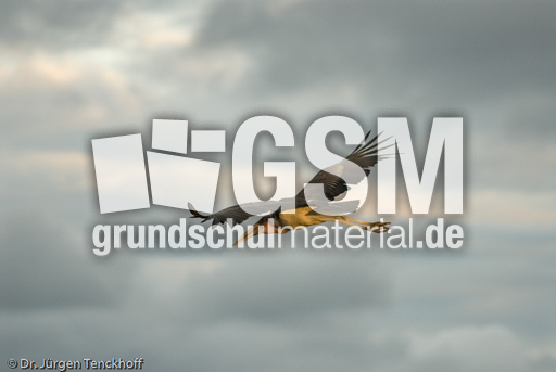 Marabu (8 von 33).jpg